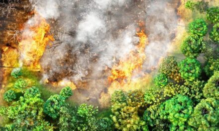 Kinéis et Dryad Networks s’associent pour la détection précoce des feux de forêt par satellite